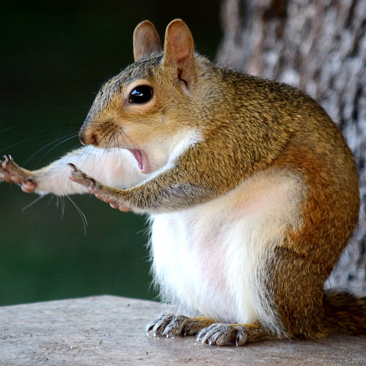 "Whoa! Hold up! I didn't steal your nuts!"