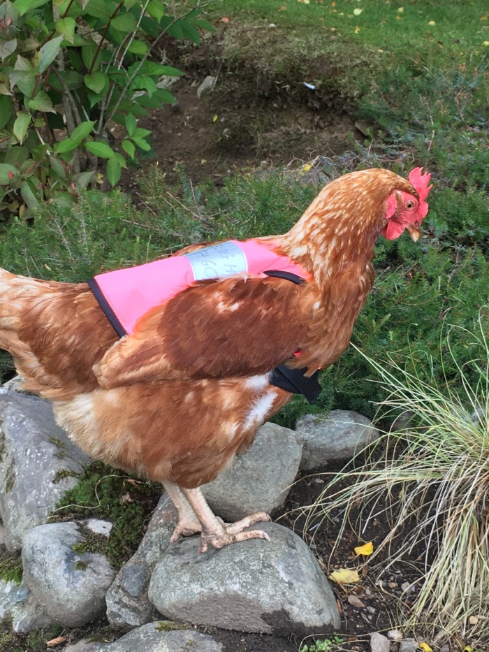 Glenshieling - Chicken with Jacket