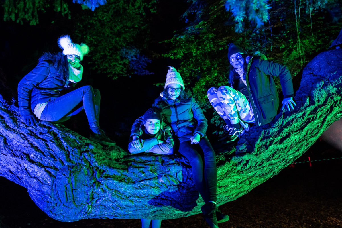 The famous bowed branch of the old oak, is lit up in chilling blue.