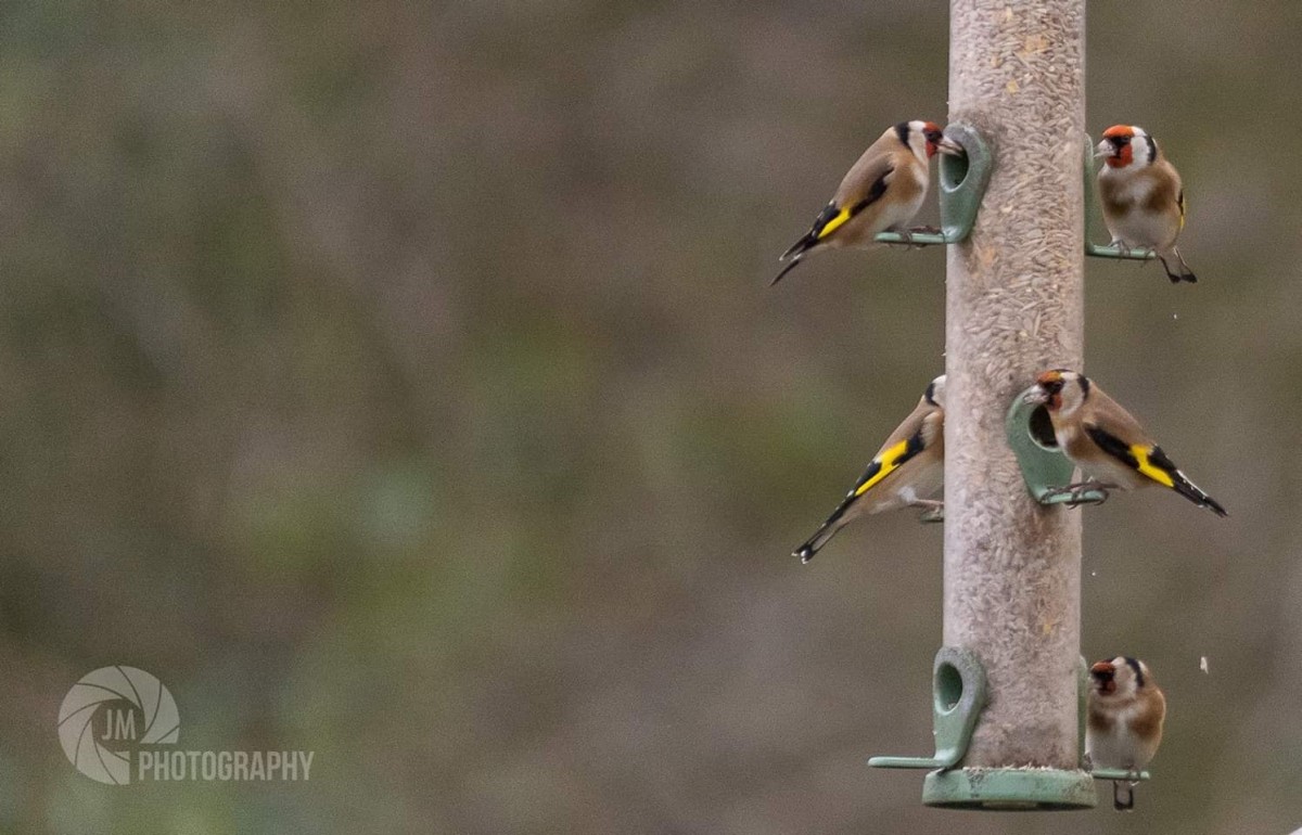Feeding frenzy! Remember to keep your feeders topped up through the winter.