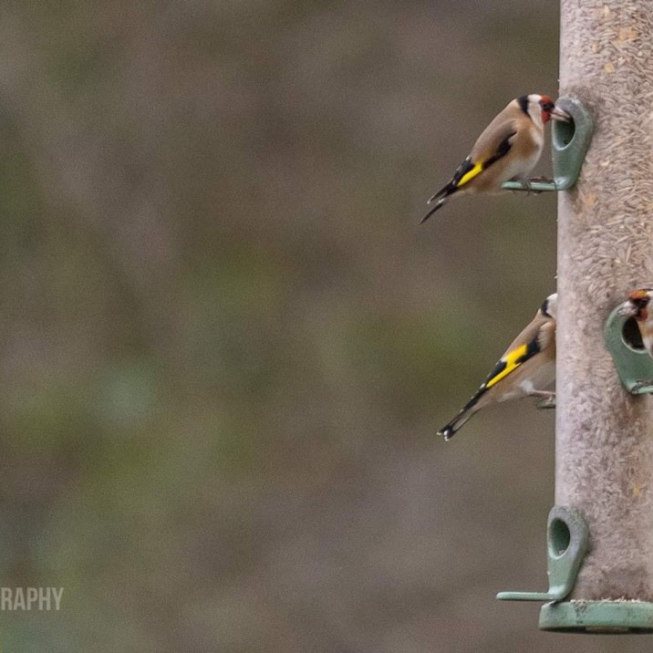 Feeding frenzy! Remember to keep your feeders topped up through the winter.