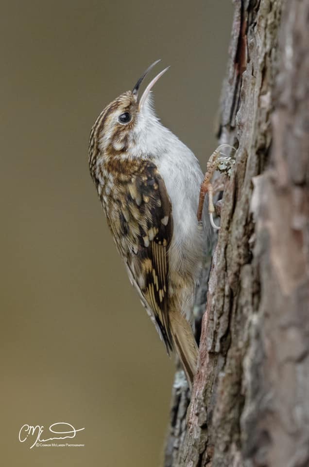 A fantastic shot of a tree creeper by Connor McLaren.