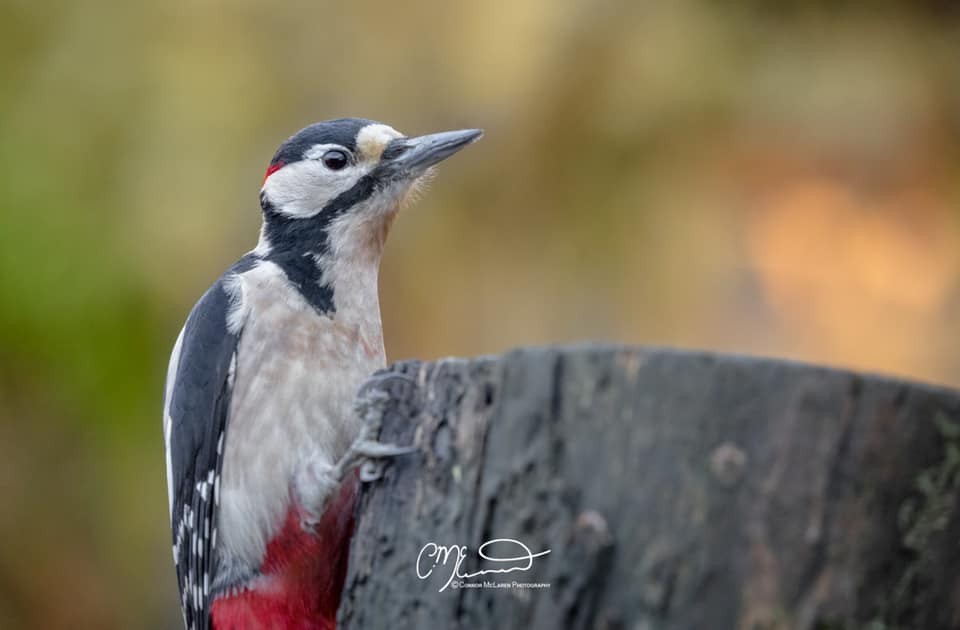 What's a woodpecker's favourite joke? Knock-knock of course!