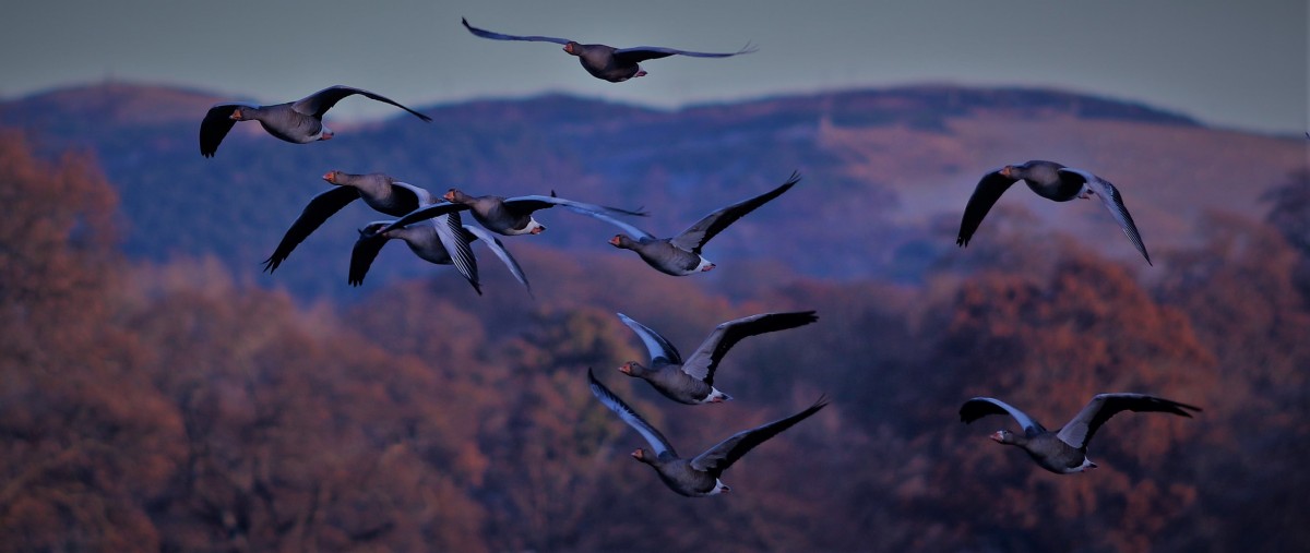 These geese are about to escape the winter weather and find a warmer home until the summer.