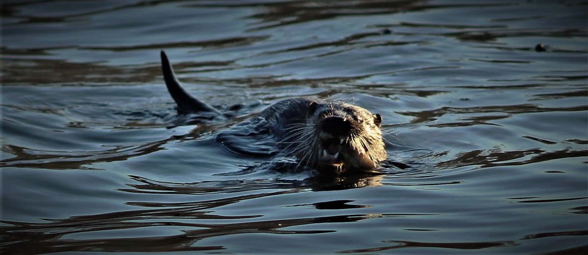 Not the best day for a swim, but this otter seems enthusiastic enough.