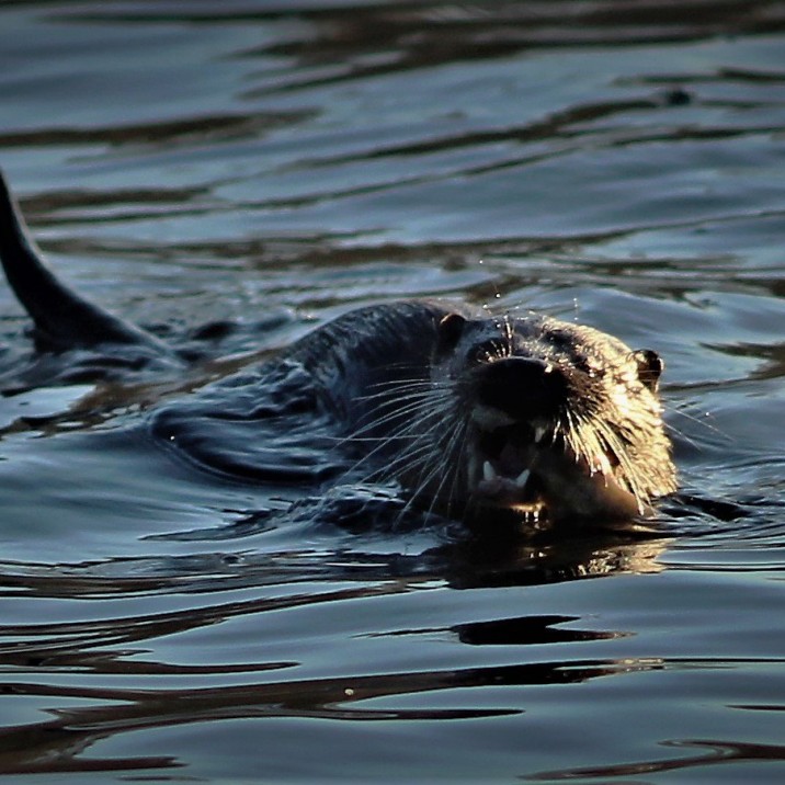 Not the best day for a swim, but this otter seems enthusiastic enough.