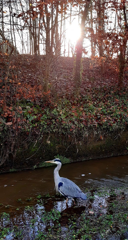 Hello heron! Wading around for the next meal.