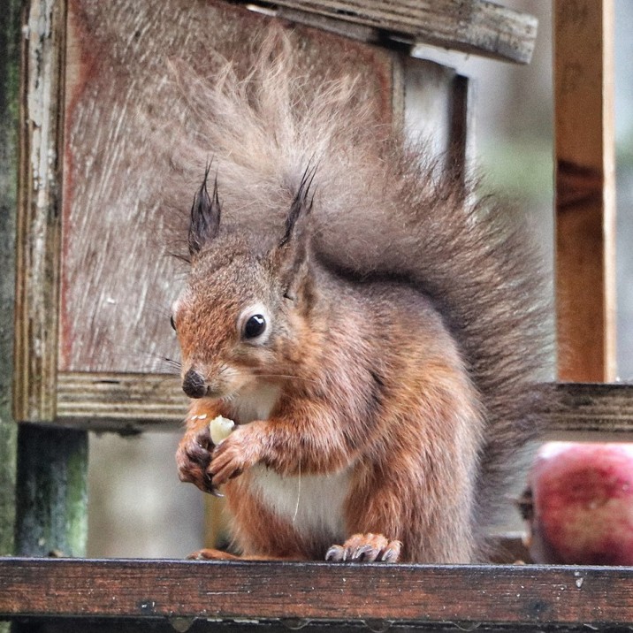 Keep some food out to help save the squirrels from going nuts.