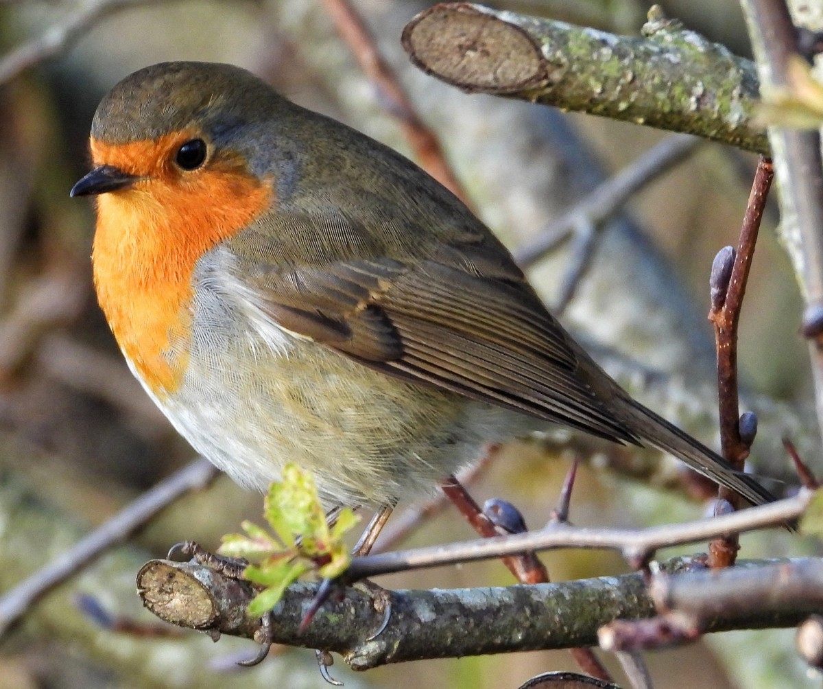 Hoppin' and a-boppin' and singing his song, Rockin' Robin!