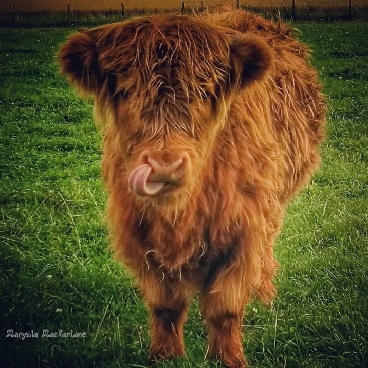 This highland cow has no problem keeping warm with a coat this fluffy.