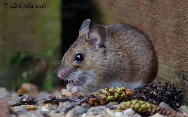 A tiny house mouse takes a break from a busy day of running around.