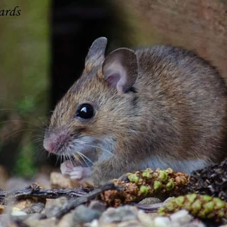 A tiny house mouse takes a break from a busy day of running around.
