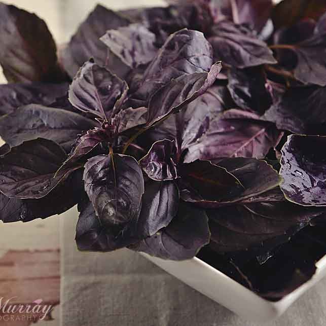 Purple Pesto