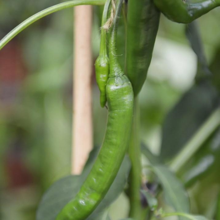 Chilli Growing in Perthshire